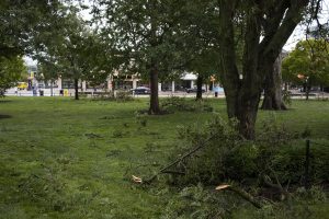 Fallen tree limbs are seen in the green space in front of downtown on Monday, Aug. 10, 2020. With wind gusts around 80 mph, the derecho ­--a widespread wind damage event produced by severe thunderstorms-- hit Iowa City in the afternoon causing tree damage and power outages. 