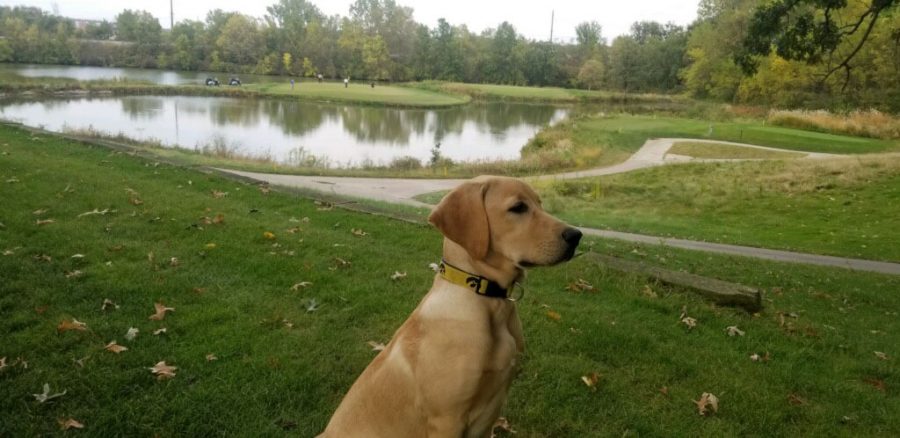 Dwight+the+dog%2C+Finkbine+Golf+Course%E2%80%99s+new+course+dog.+Contributed.