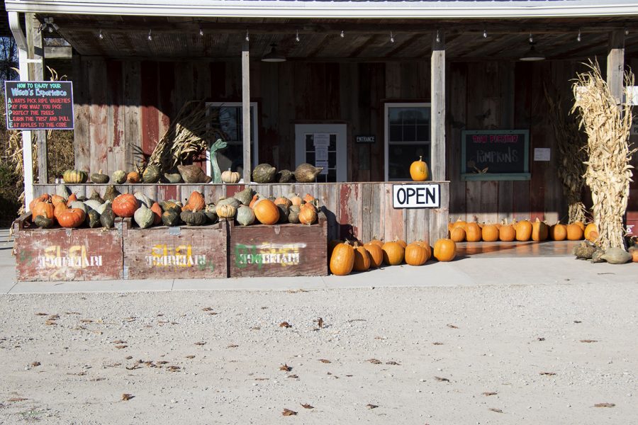 Still plenty of fall decor at the store.As seen on Saturday, Nov. 7, 2020. Wilson’s Orchard and Farm 4823 Dingleberry Rd NE #1. They will now be open year around.