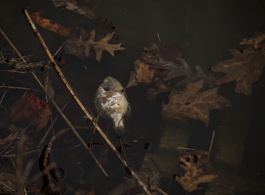 Dead fish can be seen floating in the ponds at City Park on Wednesday,March 24, 2021. The fish kills are believed to be from the harsh winter weather.