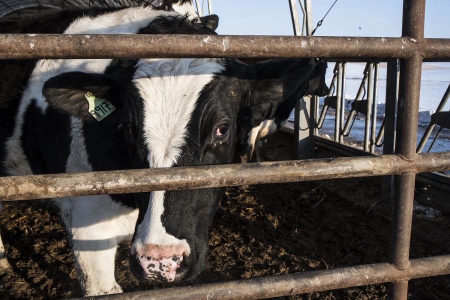Cows are seen at the Blomme family farm in Ladora, Iowa on Tuesday, Feb. 13, 2018. The farm, which produces corn, soybeans, pork, and beef, has been in the family for over 80 years.
