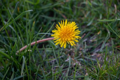 Dandelions are seen on April 21, 2021. 