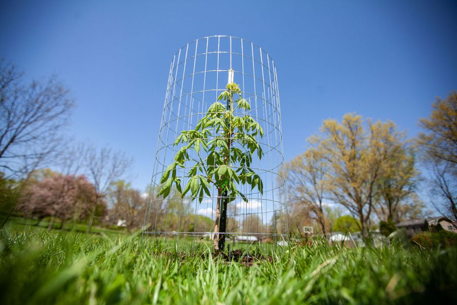 A sapling is seen in Court Hill Park on Thursday, April 29, 2021. As a part of Iowa City’s Project 51, 60 trees were planted in Court Hill Park and 400 trees were planted throughout Iowa City in 2020.

(Ayrton Breckenridge/The Daily Iowan)