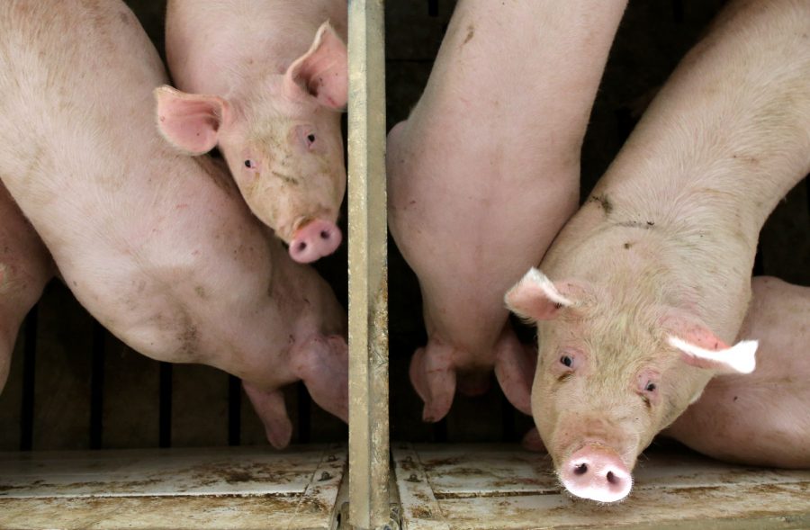 Hogs occupy pens at a confinement facility in Ayrshire, Iowa, in this file photo.