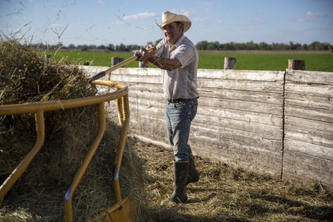 Steve Swenka moves hay with a pitchfork at Double G Angus Farms in Tiffin on Tuesday, Oct. 12, 2021. Swenka said the hay gets blown around and needs to be reorganized. 