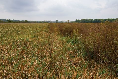 A split field in the Iowa River Corridor project on Thursday, Oct. 7, 2021. Reed canary grass which is an invasive species can be seen on the left, while native species to Iowa Wetlands flourish on the right after removal of the reed canary grass.