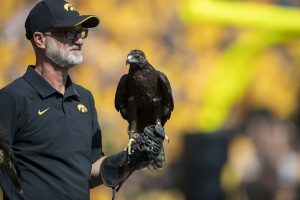 A hawk from the Iowa Raptor Project rests on a handler’s hand during a football game between Iowa and Kent State at Kinnick Stadium on Saturday, Sept. 18, 2021.