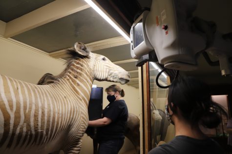 Departments join forces for zebra X-ray