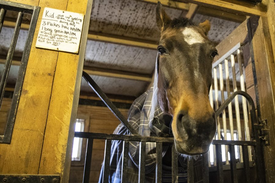 A horse named Kid sits in a stable at Wind Reach Farms in Iowa City on Tuesday, Nov. 16, 2021. Wind Reach Farms rides, trains, and boards horses in eastern Iowa. 