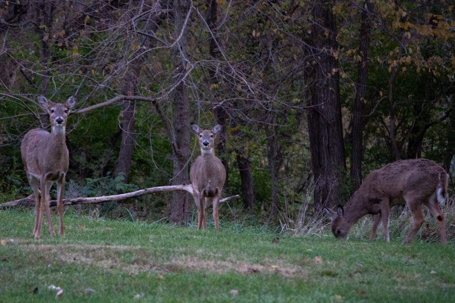 Deer are shown in a field near Governor Street on Thursday, Nov. 11, 2021. 