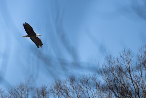 An American eagle glides over the Iowa River on Tuesday, Jan. 25, 2022. Eagles migrate to Iowa in the winter to avoid freezing weather in search of open water to hunt. 