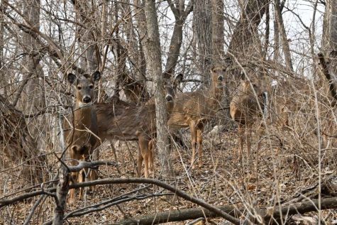 Deer are seen in the forest behind the University of Iowa College of Law building in Iowa City, Iowa, on Feb. 21, 2022.