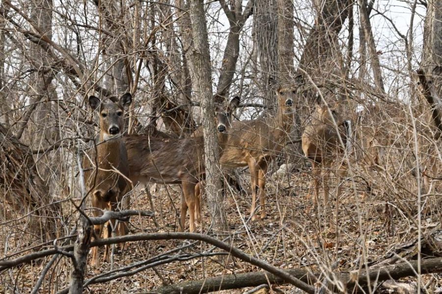 Deer are seen in the forest behind the University of Iowa College of Law building in Iowa City, Iowa, on Feb. 21, 2022.