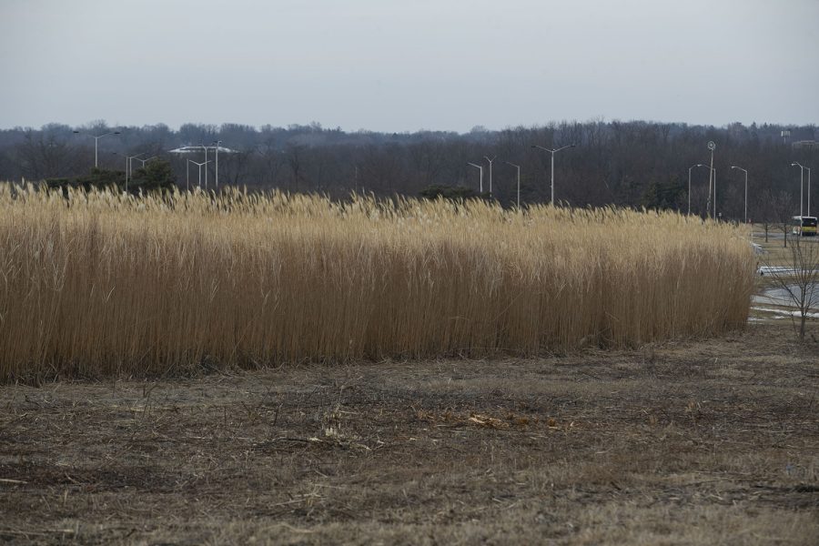 A+miscanthus+grass+field+is+seen+west+from+downtown+Iowa+City+on+Melrose+Ave+on+Tuesday%2C+Feb.+15%2C+2022.