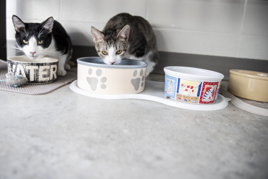 Cats replenish at the Iowa City Animal Care and Adoption Center on Monday, Feb. 21, 2022. 