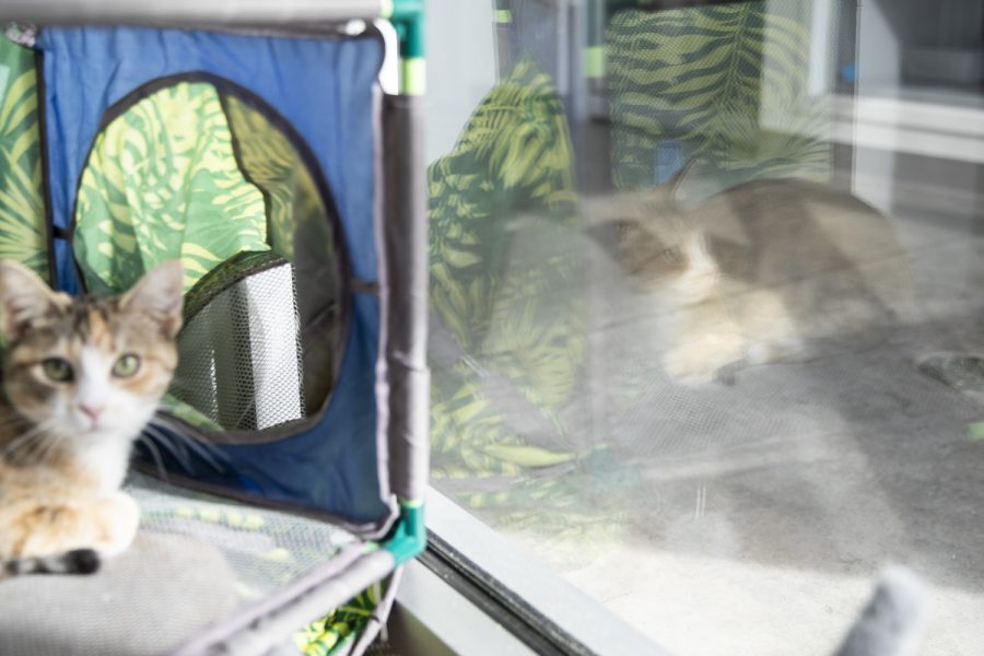 A cat sits in the sun at the Iowa City Animal Care and Adoption Center on Monday, Feb. 21, 2022. 