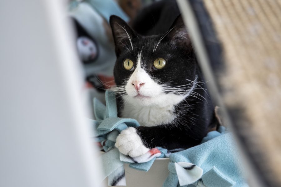 A cat looks up at the Iowa City Animal Care and Adoption Center on Monday, Feb. 21, 2022. 