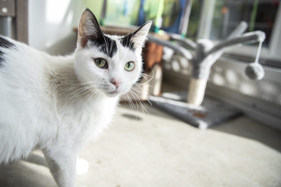 A cat walks to a play area at the Iowa City Animal Care and Adoption Center on Monday, Feb. 21, 2022. 