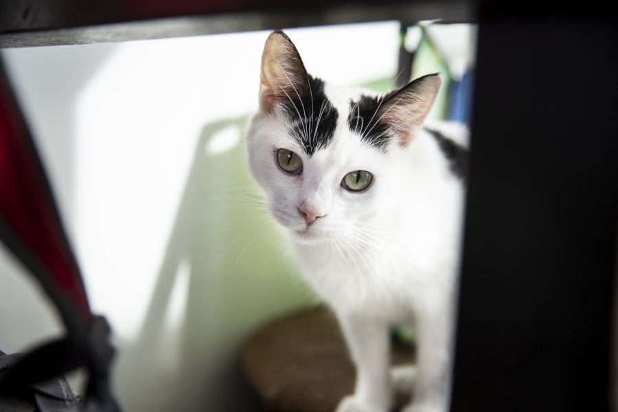 A cat hides in a corner at the Iowa City Animal Care and Adoption Center on Monday, Feb. 21, 2022. 