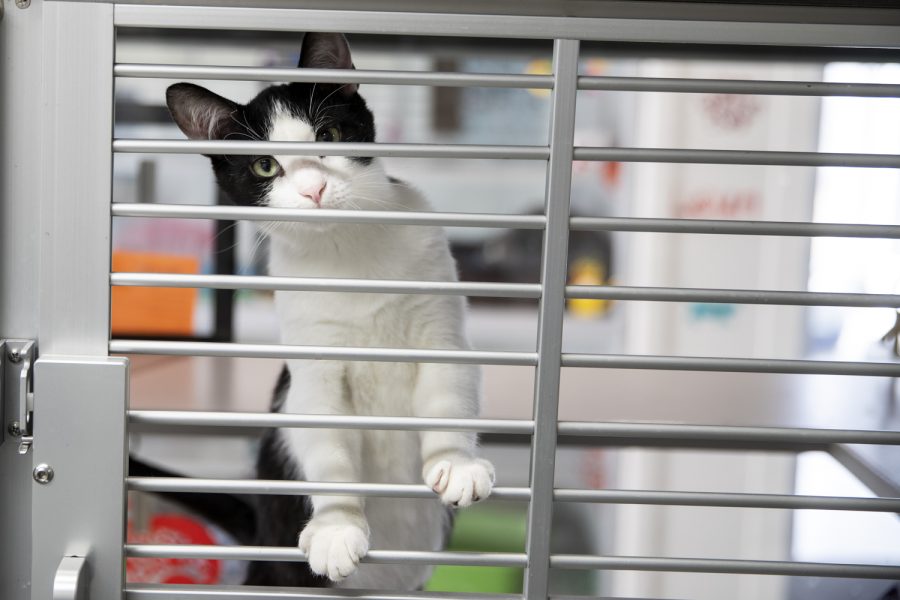 A cat sticks its paws out of its enclosure at the Iowa City Animal Care and Adoption Center on Monday, Feb. 21, 2022. 