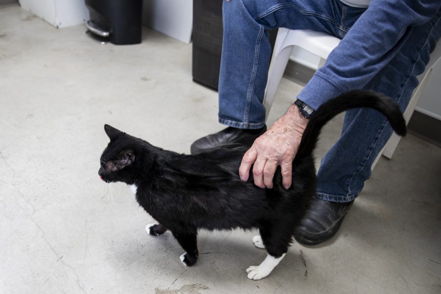 Jerry Swais, who has volunteered petting the cats at the Iowa City Animal Care and Adoption Center for six months, pets a cat on Monday, Feb. 21, 2022. 