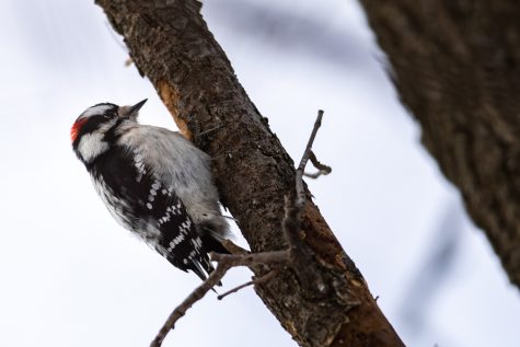 A hairy woodpecker sits on a tree branch at the Iowa River on Monday, Jan. 24, 2022.