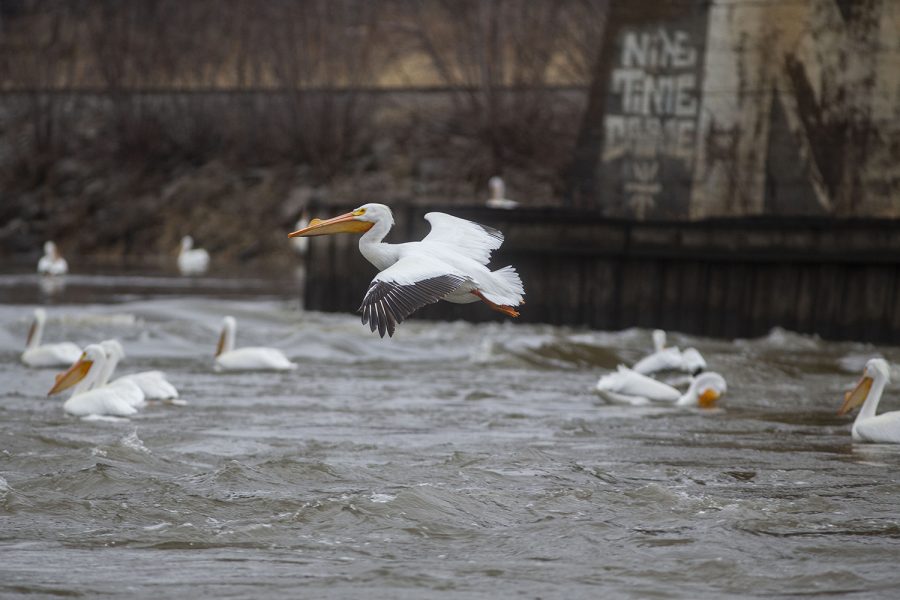 A pelican flies over the Iowa River on Wednesday, March 23, 2022.