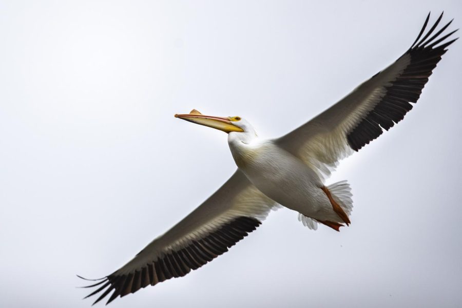 A pelican flies over the Iowa River in Iowa City on Wednesday, March 23, 2022. Pelicans commonly pass through Iowa around April during their migration to Minnesota and Canada. 