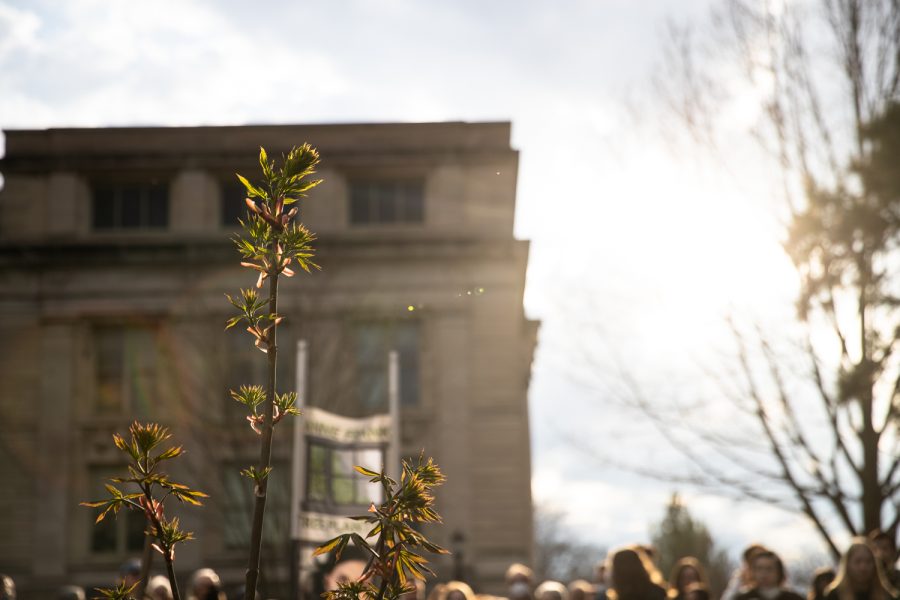 The Anne Frank sapling is seen at a planting ceremony for an Anne Frank sapling at the Pentacrest at the University of Iowa on Friday, April 29, 2022. The sapling was propagated from the chestnut tree behind the annex where Anne and family hid. (Gabby Drees/The Daily Iowan)