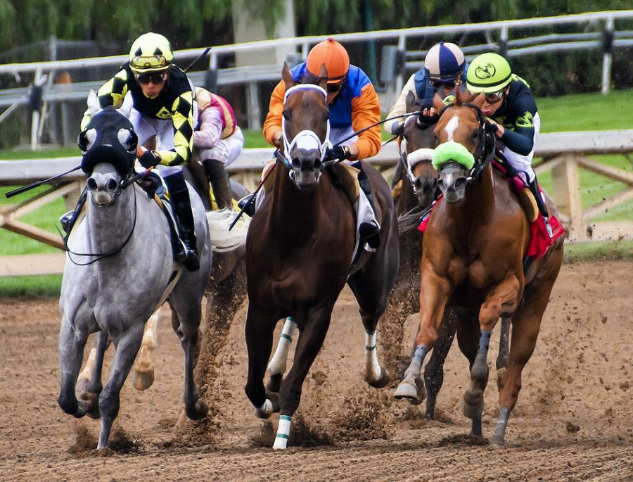 5 Signs that Your Horse is a Winning Bet