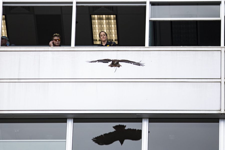 A hawk from the Hawkeye Raptor Ambassador Program flies into Kinnick Stadium before a football game between Iowa and South Dakota State on Saturday, Sept. 3, 2022. The Hawkeyes defeated the Jackrabbits, 7-3.
