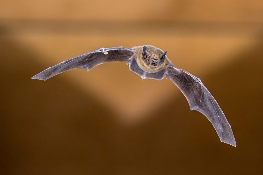 Iowa City facing influx of bats, worrying residents