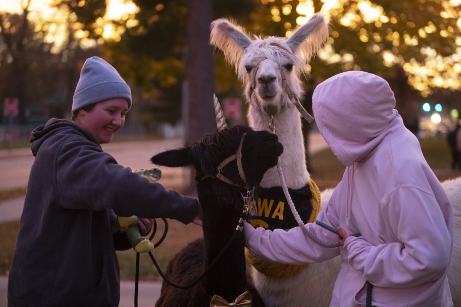 Bethy Walker and Maeve Rice pet Simon the alpaca and Earl the llama at the Homecoming Multicultural Block Party on Tuesday, October 25, 2022.