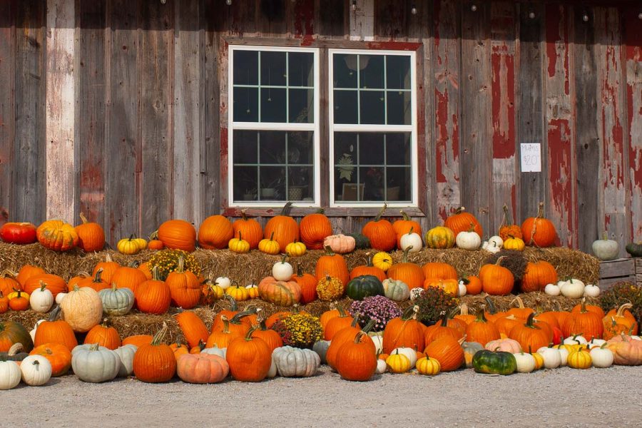 Pumpkins+are+seen+at+Wilson%E2%80%99s+Apple+Orchard+on+Oct.+13.+Wilson%E2%80%99s+Apple+Orchard+is+one+of+the+three+locations+pumpkins+were+acquired.