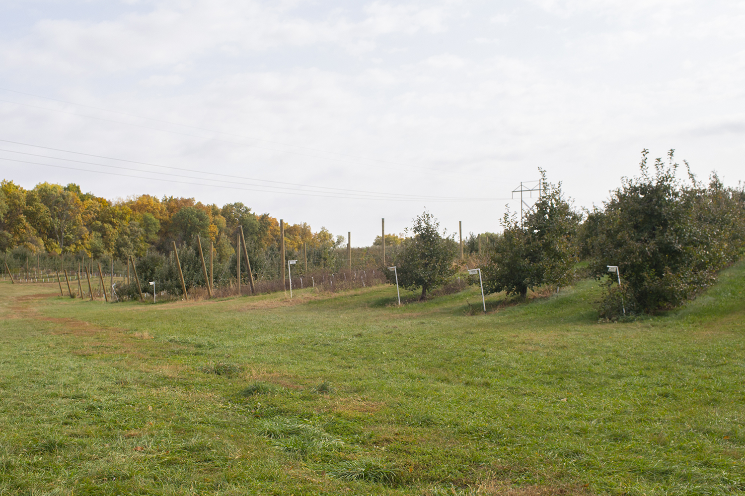 Dingleberry Farm