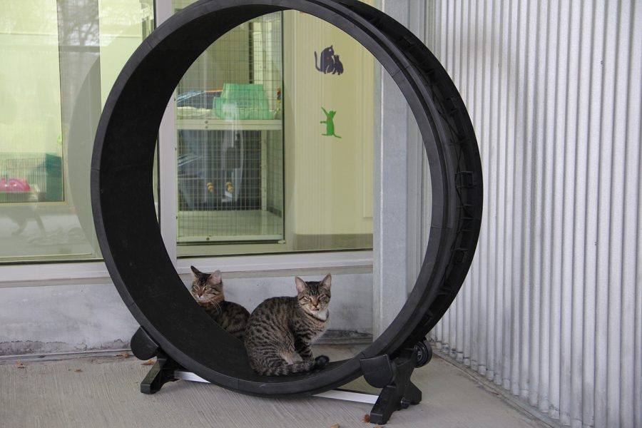 Two cats play together with new toys in the patio at the Iowa City Animal Care and Adoption Center on Saturday, Nov. 5, 2022. The shelter recently installed a new “catio” for the cats to explore. 