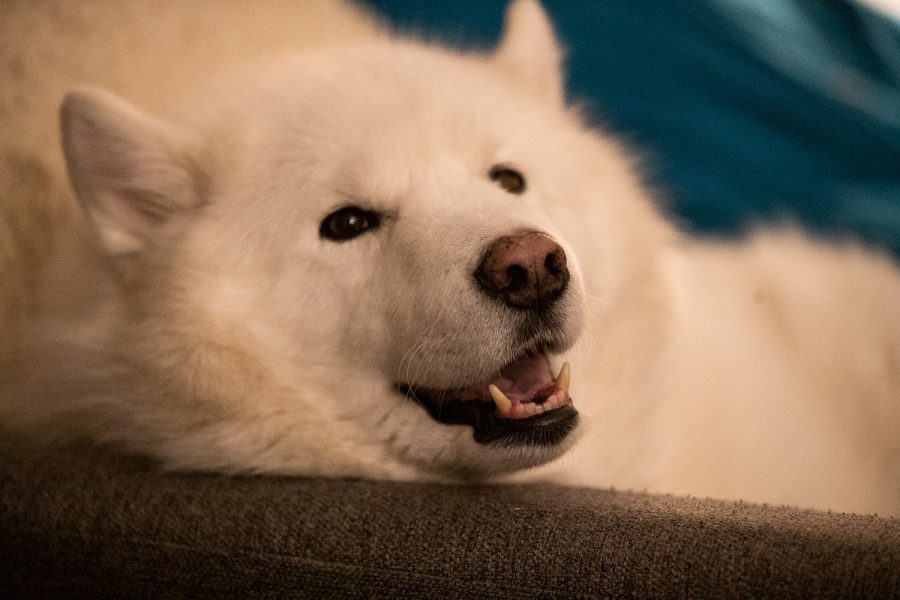 The Evans’ family dog, Ghost, sits on a couch at the family home in Iowa City on Thursday, Dec. 8, 2022. 