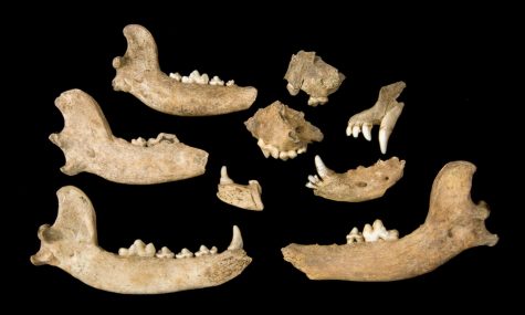 UI researchers find Indigenous dog lineages at Jamestown