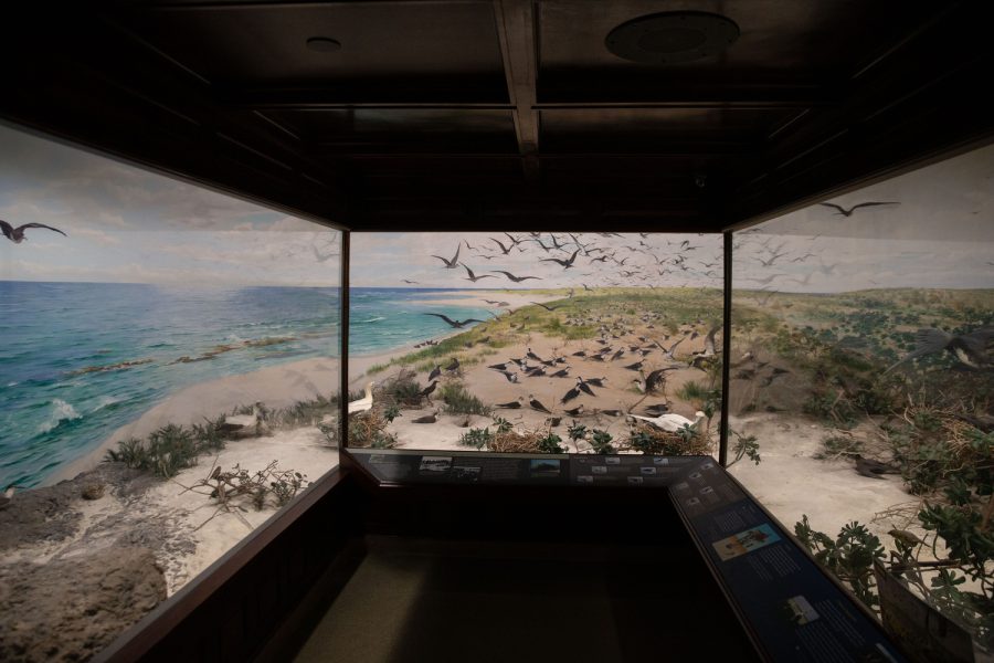 Laysan Island Cyclorama is seen at Macbride Hall on March 23, 2023. As a collection of the University of Iowa Museum of Natural History, the cyclorama replicates the avian population and scenery of the Hawaiian island, Layman before the 1910s.