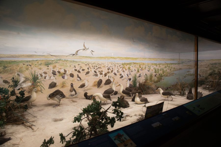 Laysan+Island+Cyclorama+is+seen+at+Macbride+Hall+on+March+23%2C+2023.+As+a+collection+of+the+University+of+Iowa+Museum+of+Natural+History%2C+the+cyclorama+replicates+the+avian+population+and+scenery+of+the+Hawaiian+island%2C+Laysan+before+the+1910s.