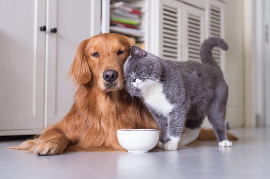 Point/Counterpoint | Do cats or dogs make better roommates?