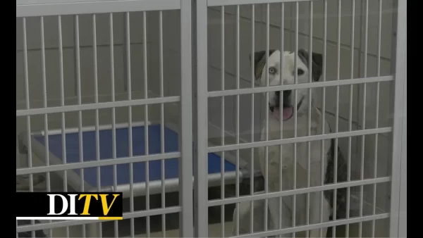 DITV: Iowa City Animal Shelter Rescue Update
