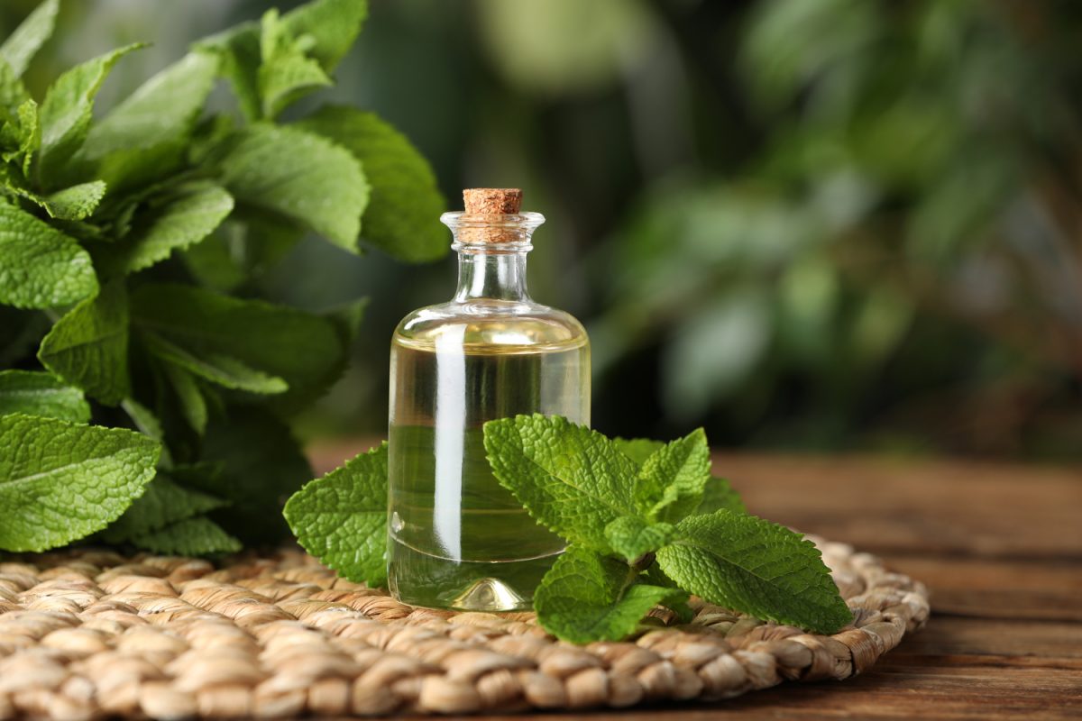 Bottle of mint essential oil and green leaves on wooden table, closeup