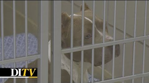 DITV: Iowa Ranks in the Top 4 in New USDA Dog Breeder Violations