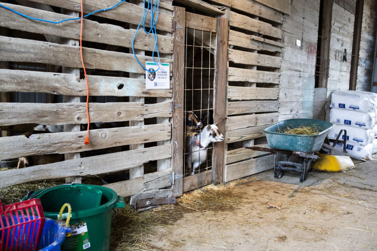 Goats stick their heads out of their pen at Healing Prairie Farm in Iowa City on Friday, Feb. 3, 2024. Healing Prairie Farm is a youth crisis stabilization center equipped with farm animals and 24-hour crisis resource staff members. After opening earlier this year, the farm and its resources are now fully open to the public.