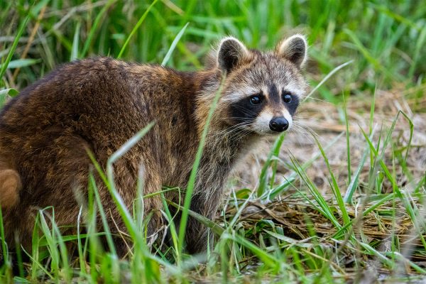 Letter to the Editor | Don’t use my tax dollars to kill raccoons
