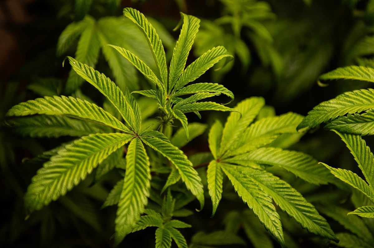 Marijuana is grown at the University of Mississippis Coy Waller Laboratory for research in Oxford, Miss., seen on Friday, Oct. 27, 2023. UM expects to have classes open for a two-year masters program in medical cannabis and dietary supplements in Fall 2024.