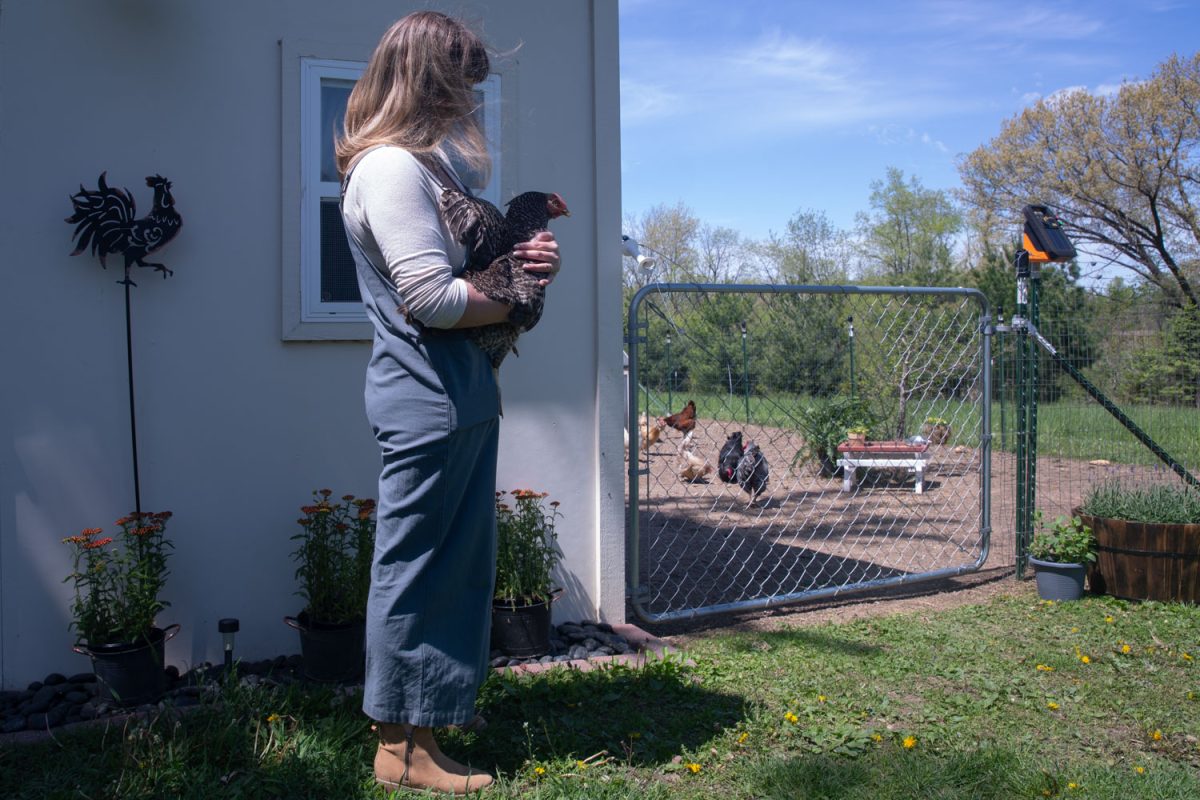 Kelly Carr, owner of Starfall Meadow, holding a chicken outside of her chicken coop in Iowa City on Wednesday, May 1, 2024.