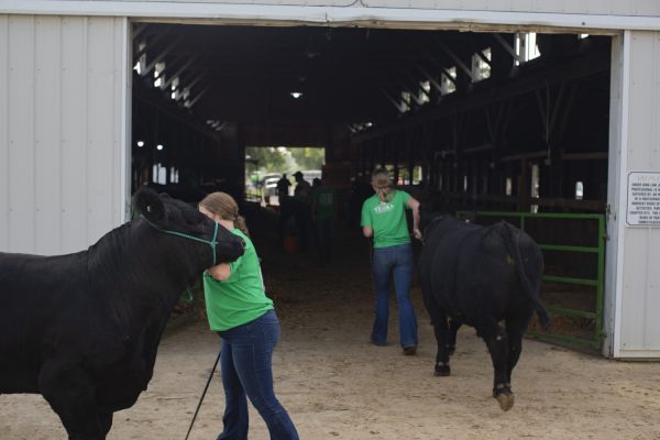 Members of 4H prepare their cattle before and after showing during the Johnson County Fair livestock auction on Thursday, July 25, 2024.
