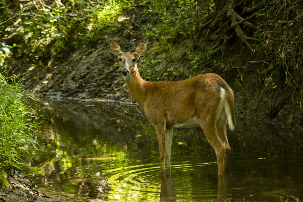 A deer is seen in Hickory Hill Park on Saturday, Aug. 24, 2024.